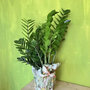 zamioculcas