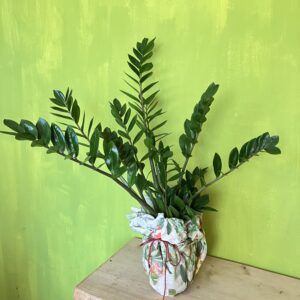 zamioculcas