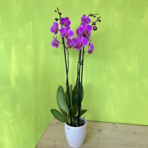 ORCHIDEA PHALAENOPSIS FUCSIA