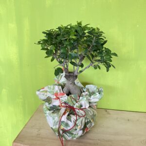 BONSAI FICUS GINSENG XL