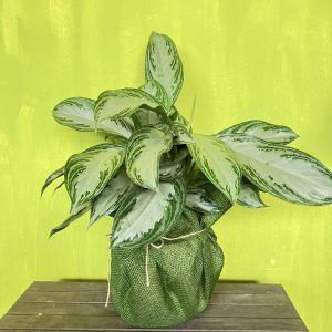 aglaonema